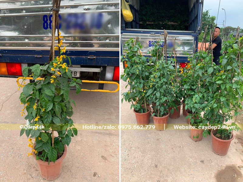 Giao cây Lan Hoàng Dương nhỏ chiều cao 70cm tại Vĩnh Phúc