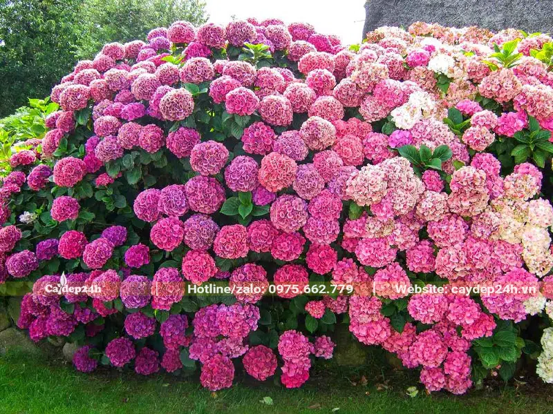 Trồng cây hoa Cẩm Tú Cầu đỏ và hồng làm hàng rào trước nhà