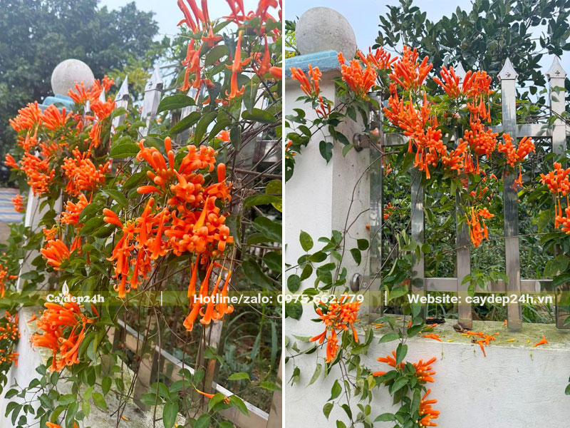 Dây leo hàng rào có sắc hoa vàng cam nổi bật