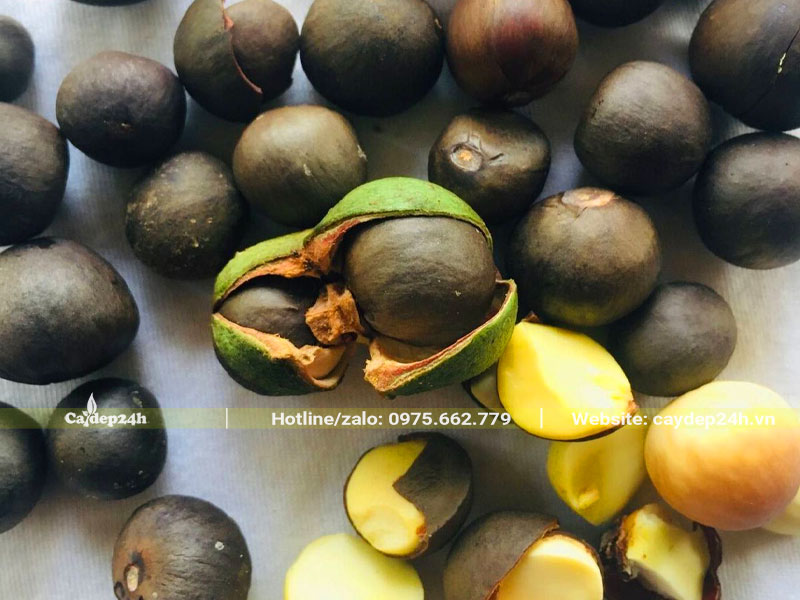 Bóc quả chè xanh thu hoạch hạt chè già