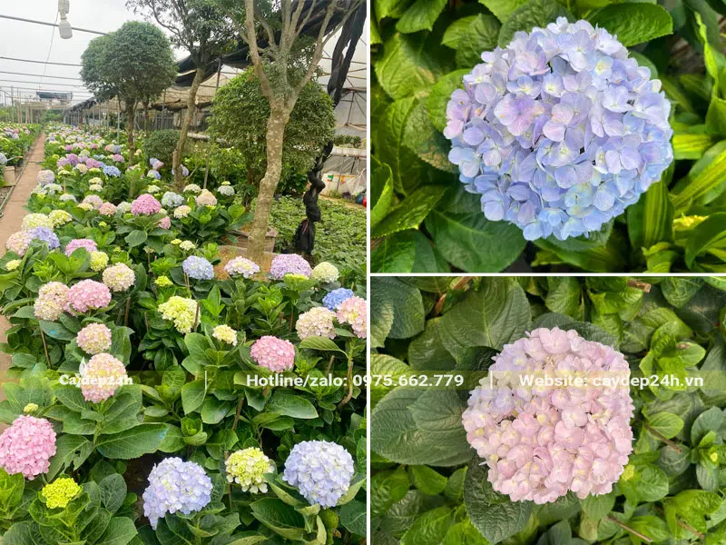 Bán cây Cẩm Tú Cầu trưởng thành, đang nở hoa