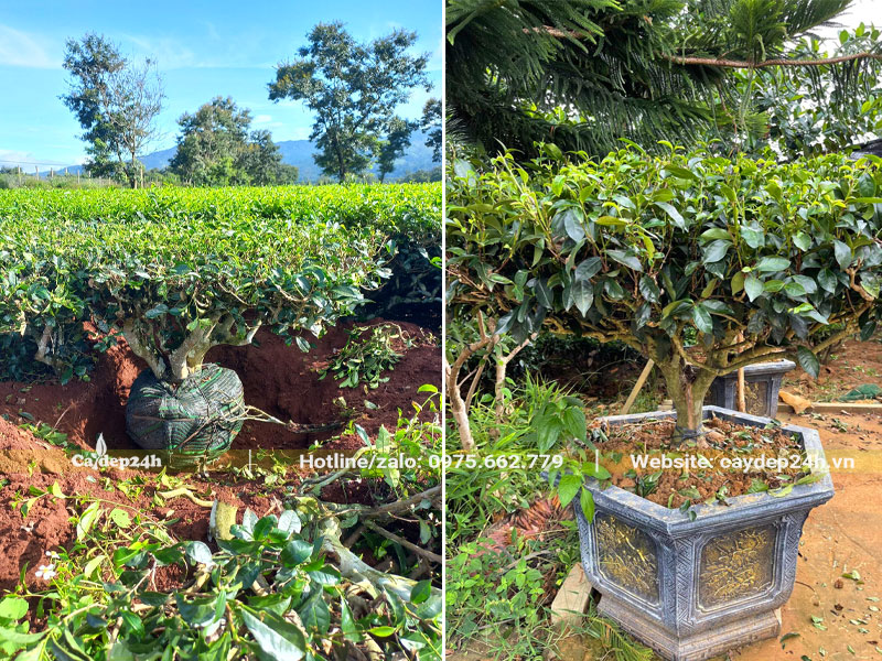 Cây Chè Xanh trồng chậu kiểng