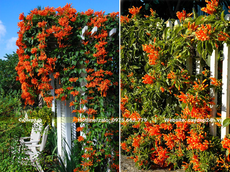 Cây Chùm Ớt leo hàng rào, mái che