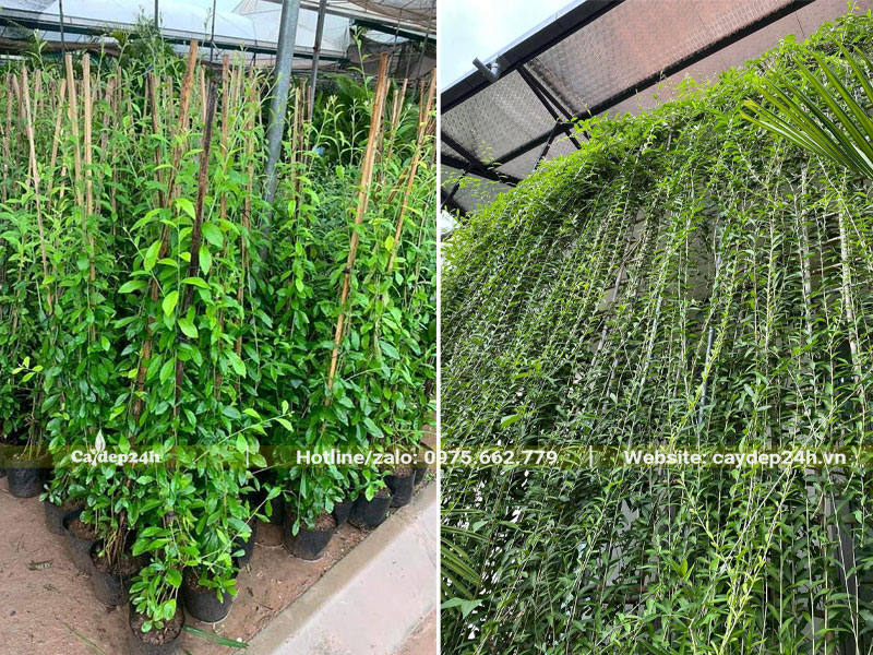 Cây Cúc Tần Ấn Độ trồng buông từ mái nhà xuống