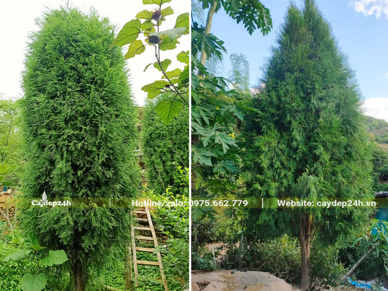 Những cây Hoàng Đàn lâu năm chiều cao 3,5 - 4m