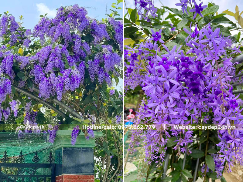 Cây Mai Xanh leo giàn trồng trước cổng nhà