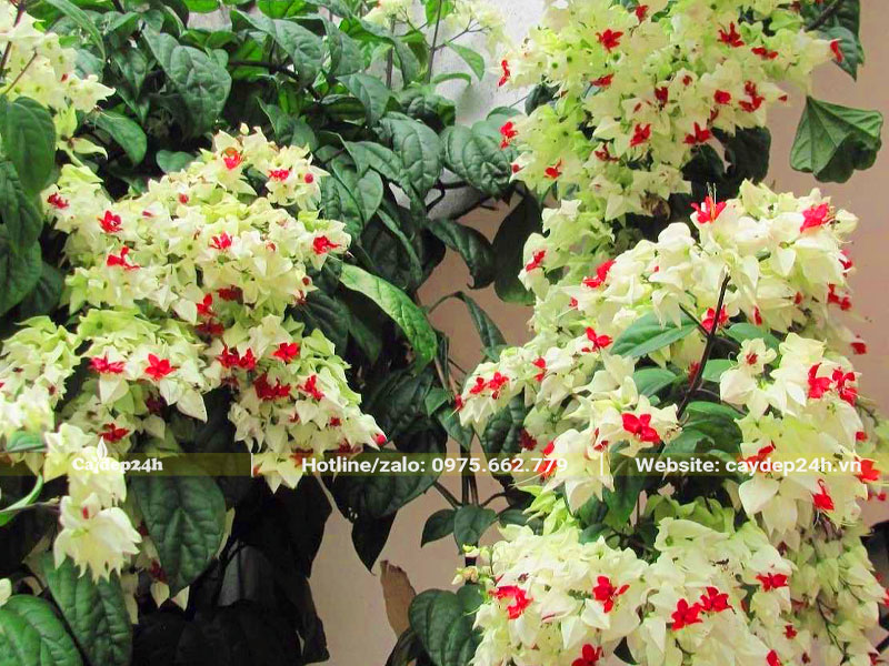 Cây Ngọc Nữ leo tường, hoa nở siêu nhiều