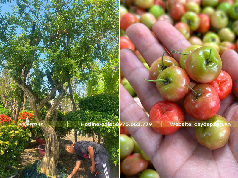 Cây Sơ Ri lớn cao hơn 4m