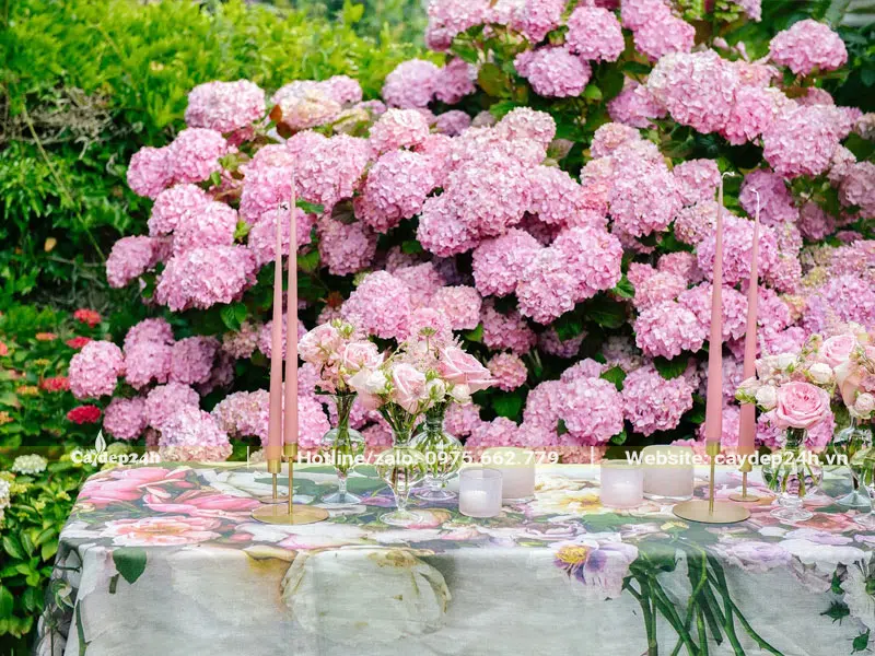 Bụi cây Cẩm Tú Cầu hồng cao gần 2m