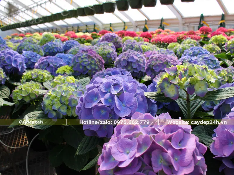 Vườn hoa Cẩm Tú Cầu nở đẹp, màu sắc đa dạng