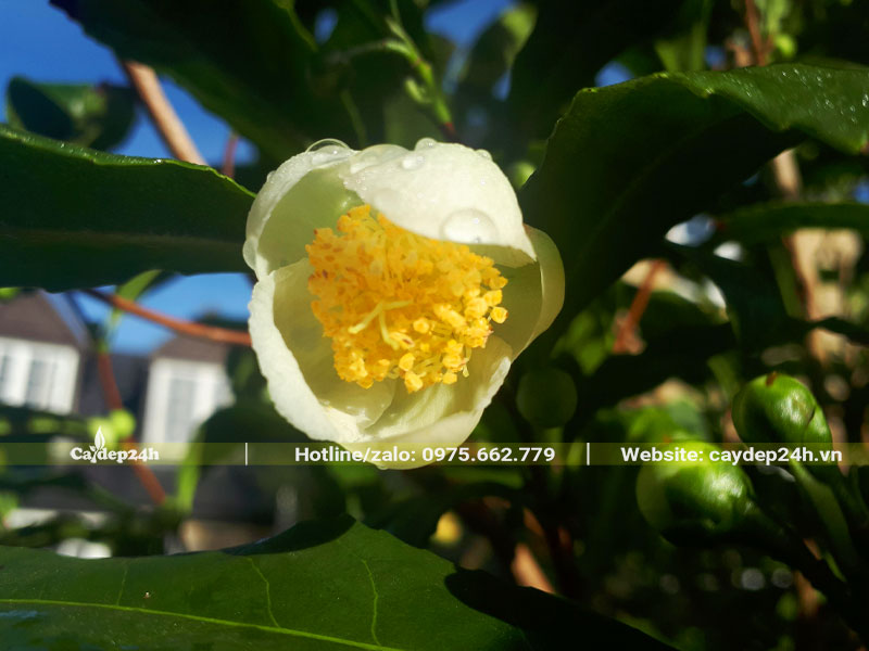 Hoa cây chè màu trắng với vô số chỉ nhị vàng