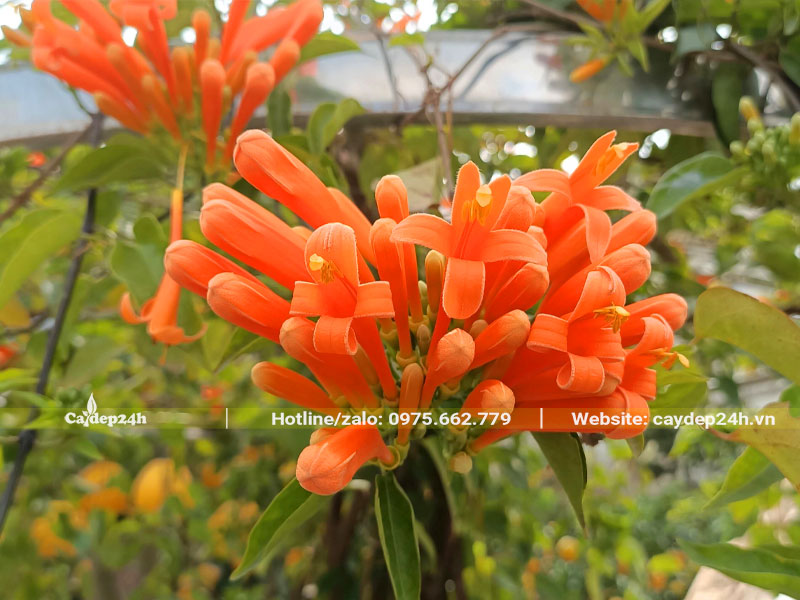 Chùm hoa Rạng Đông màu cam nổi bật