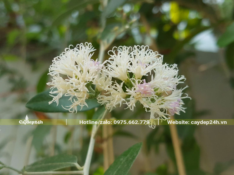 Chùm hoa cây Cúc Tần Ấn Độ