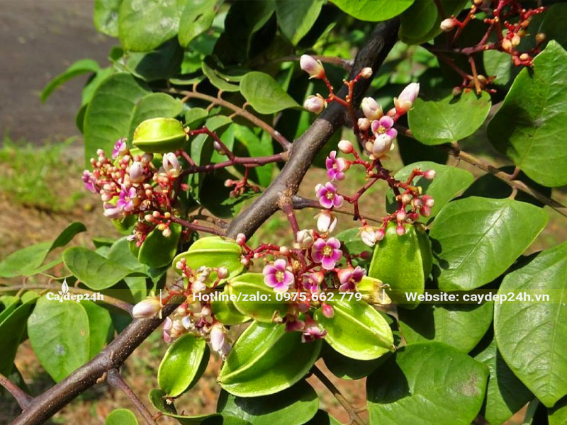 Hoa Khế đang nở và bắt đầu kết trái