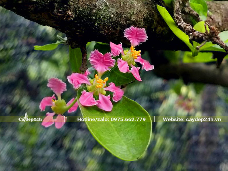 Chùm hoa sơ ri mới nở