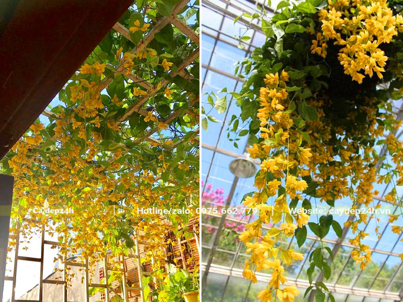 Giàn hoa Lan Hoàng Dương đẹp