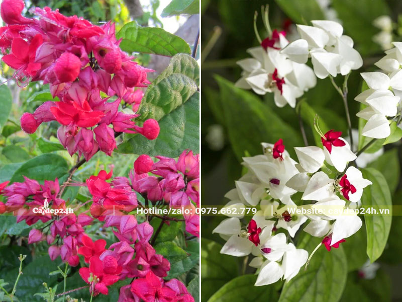 Hoa Ngọc Nữ đỏ và trắng có hình dáng và cấu tạo tương tự nhau