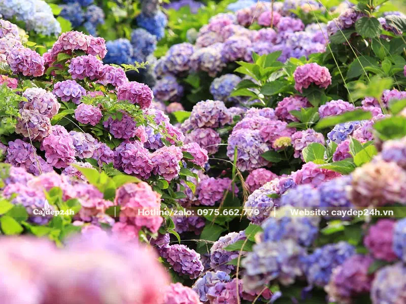 Hoa Cẩm Tú Cầu phủ kín không gian tạo nên khung cảnh siêu đẹp