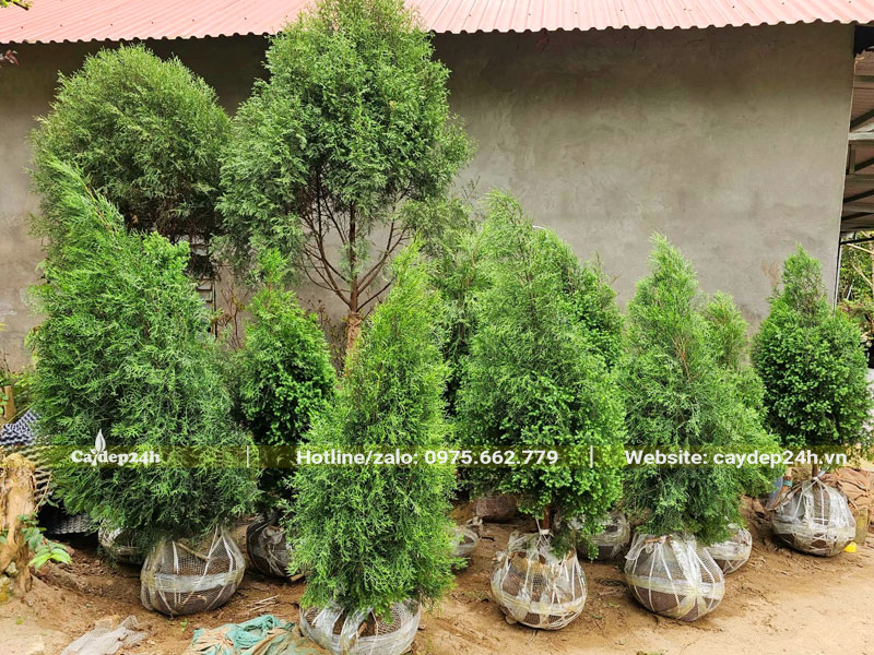 Cây Hoàng Đàn đủ mọi kích thước lớn nhỏ