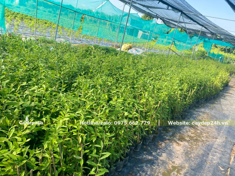 Chăm sóc số lượng lớn cây Cúc Tần Ấn Độ trong nhà vườn có mái che