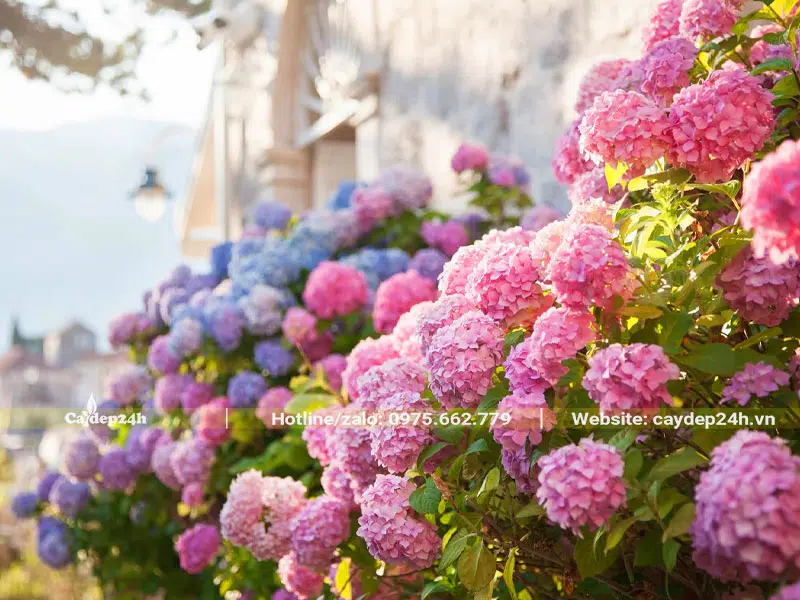 Cẩm Tú Cầu trồng thành những bụi lớn trong sân vườn biệt thự