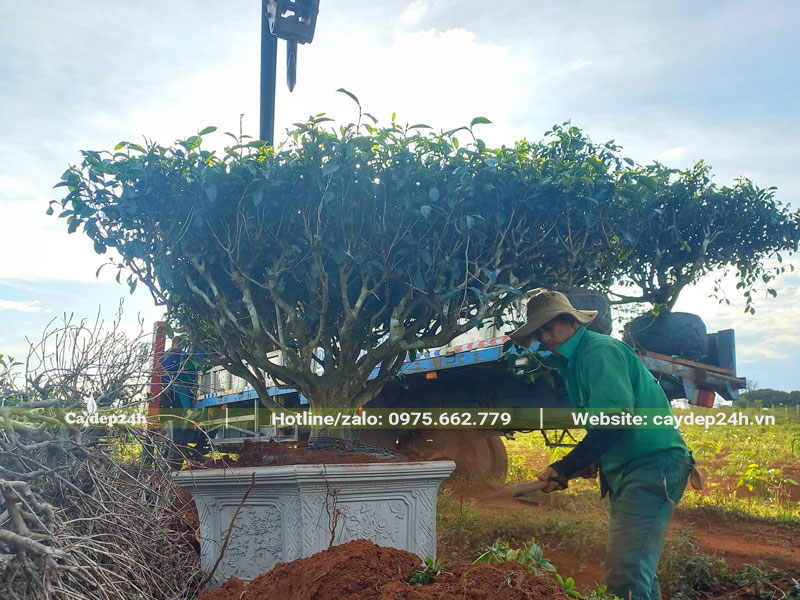 Trồng cây Chè Xanh lớn vào chậu cảnh, đường kính tán khoảng 2m