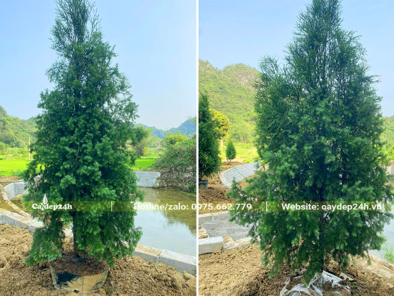 Thi công trồng cây Hoàng Đàn Tuyết Lạng Sơn cao hơn 2m