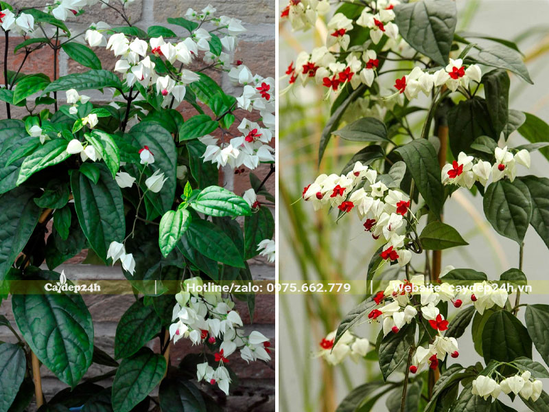 Những dây Ngọc Nữ đang leo giàn nở hoa siêu đẹp