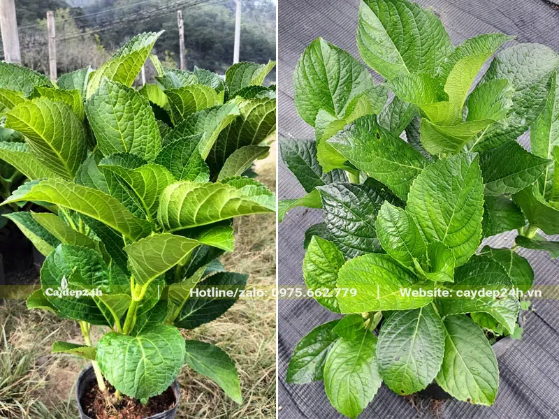 Hình dáng cơ bản của một cây Cẩm Tú Cầu cao 50cm