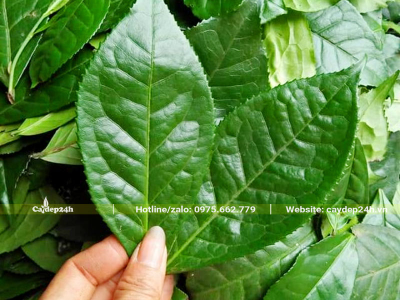 Hình dáng lá chè xanh tươi