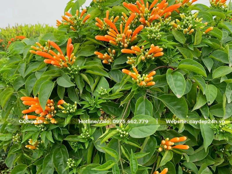 Tán lá xanh mướt của cây hoa Chùm Ớt