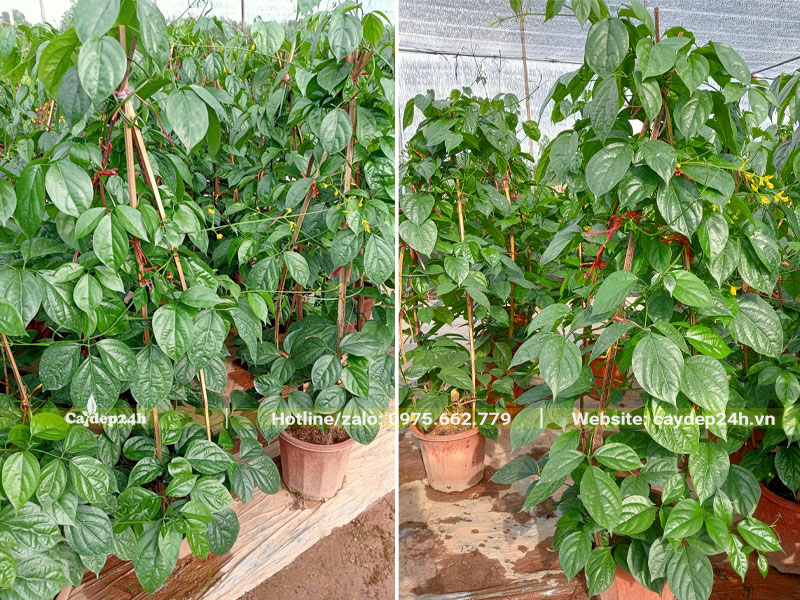 Những chậu cây hoa Lan Hoàng Dương được chăm sóc trong nhà vườn có mái che