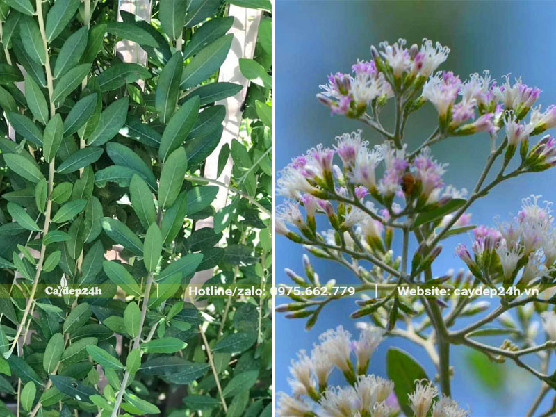 Lá và chùm hoa của cây Mành Trúc