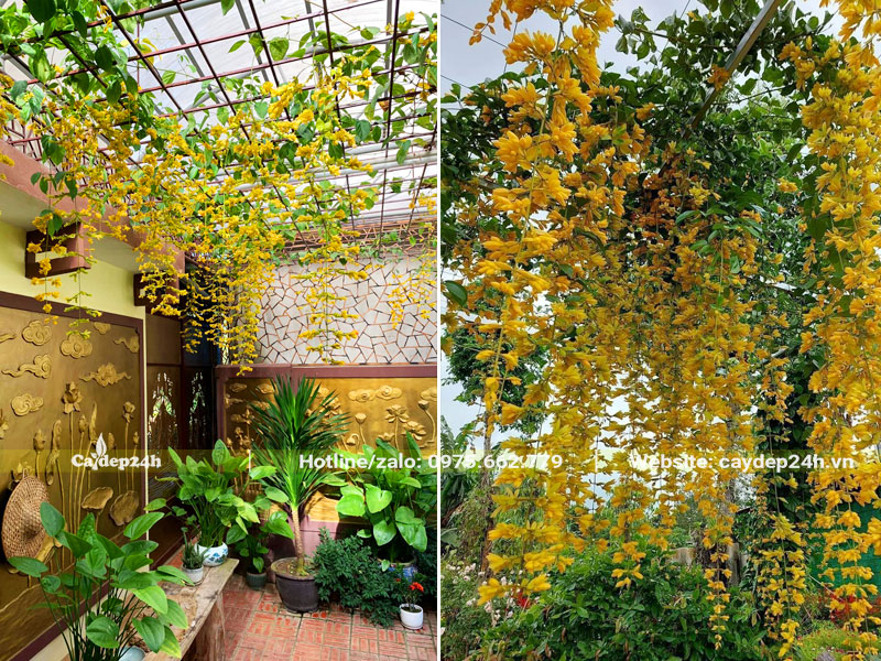 Giàn dây leo Lan Hoàng Dương sum suê hoa