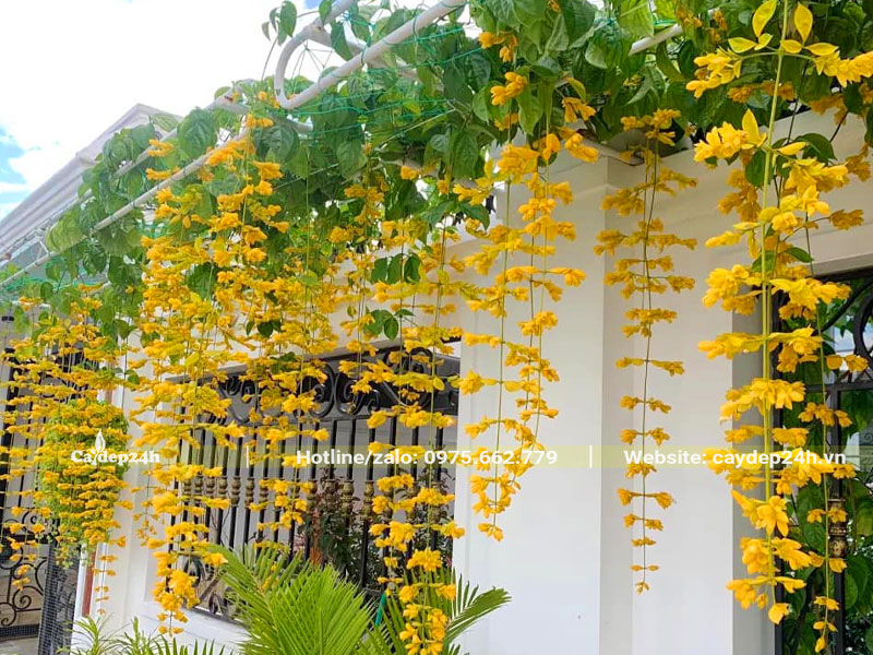 Giàn cây Lan Hoàng Dương trồng sân vườn biệt thự