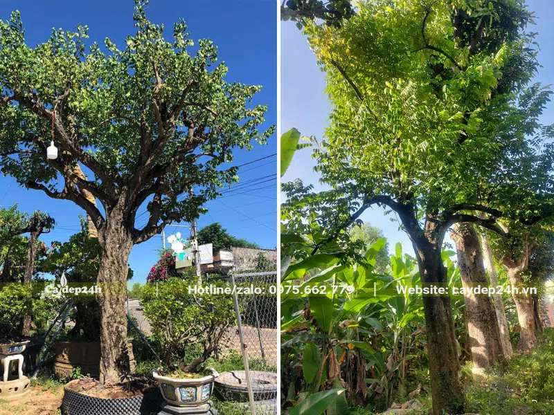Cây Khế chua lâu năm, đường kính gốc 30 - 35cm