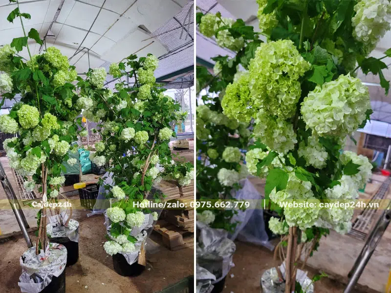 Cây hoa Cẩm Tú Cầu thân gỗ cao 2m