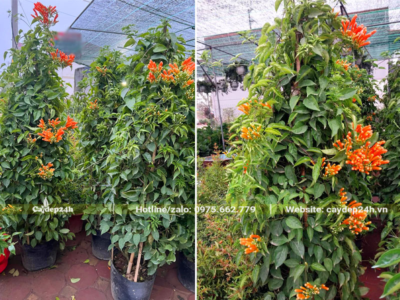 Cây lâu năm, hàng leo giàn cao 2m