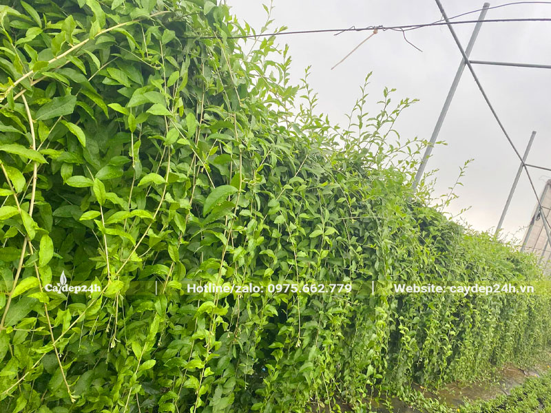 Hàng cây Cúc Tần Ấn Độ lâu năm chiều dài 2 - 4m