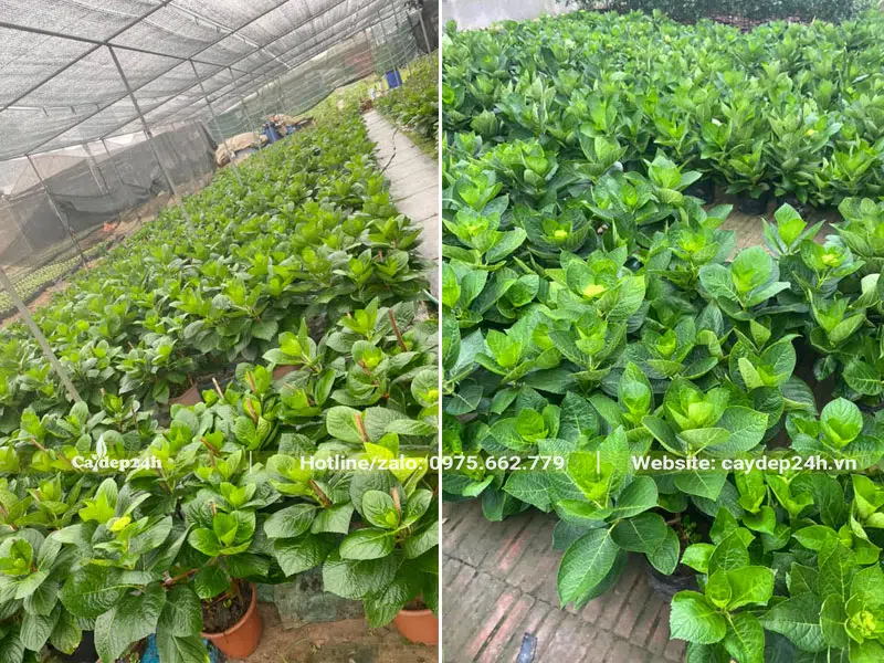 Vườn nhân giống và nuôi trồng cây Cẩm Tú Cầu