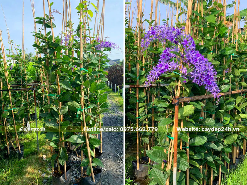 Vườn cây hoa Mai Xanh Thái giống, đã bắt đầu ra hoa