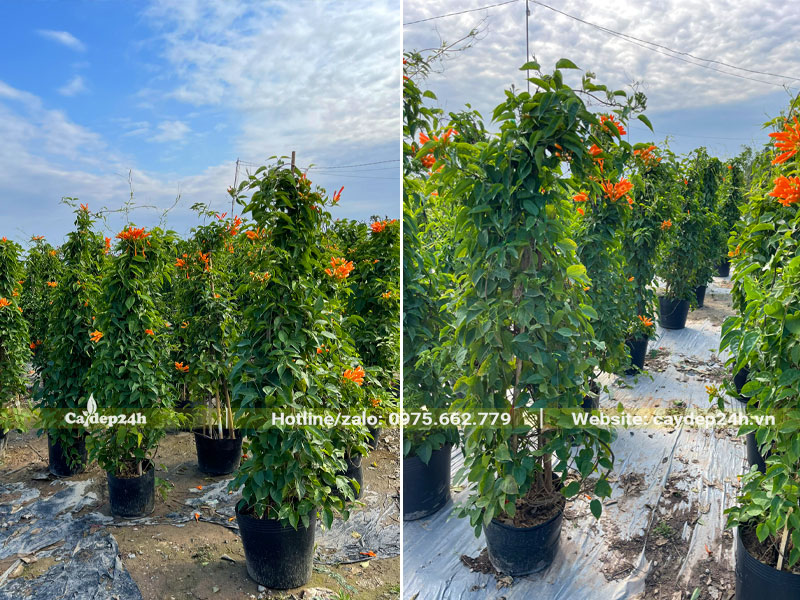 Những chậu cây Chùm Ớt cao 2m