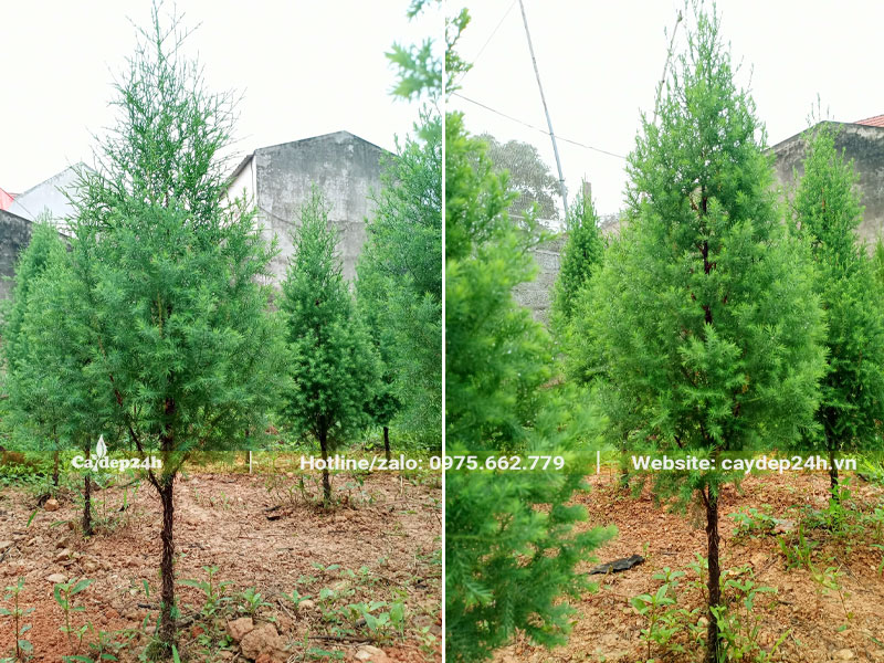 Vườn nuôi trồng cây Hoàng Đàn nhỏ chiều cao hơn 1m, đường kính gốc 2 - 3cm