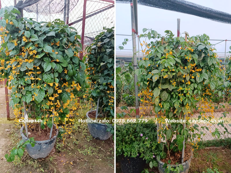 Những cây Lan Hoàng Dương thuần chậu cao 1m5