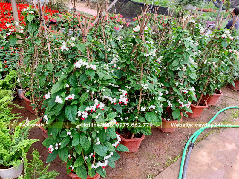 Hàng chục cây Ngọc Nữ cao hơn 1m, sẵn hoa