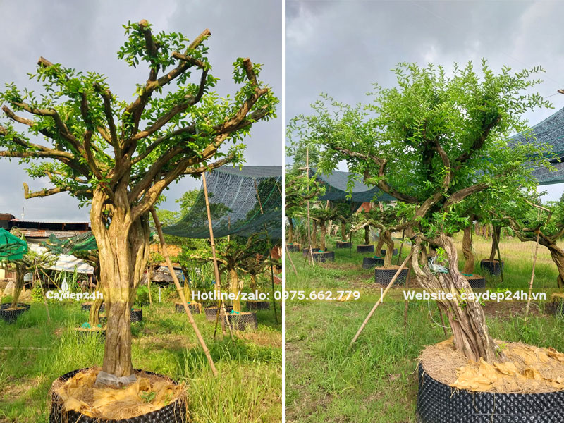 Đường kính gốc 15 - 18cm chiều cao gần 2m, đã dâm ủ trong bầu quây nổi