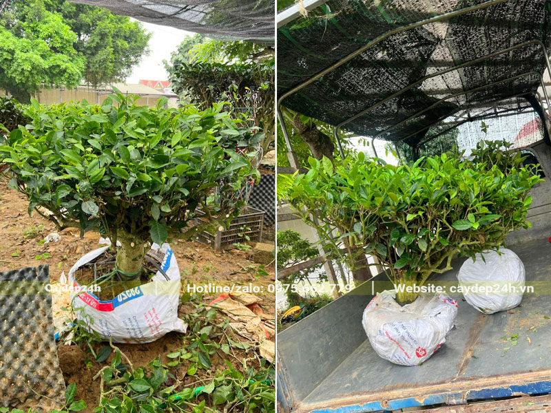 Sắp xếp những cây Chè Xanh lâu năm cao 70 - 80cm lên thùng xe tải nhỏ