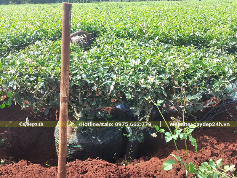 Công nhân đang bứng cây chè xanh có 60 - 70cm, tán rộng hơn 1m