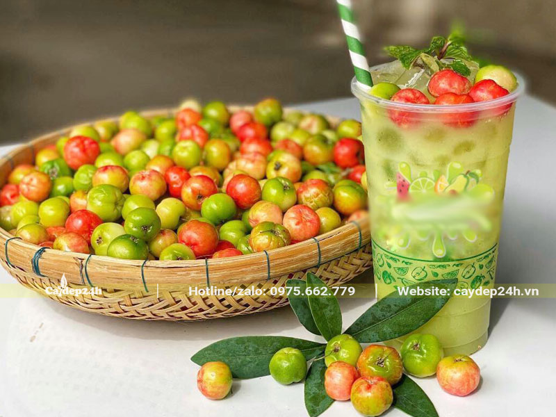 Quả sơ ri làm sinh tố