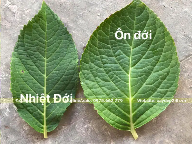 Lá của hai loại Cẩm Tú Cầu nhiệt đới và ôn đới có kích thước khác nhau